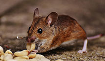 24 Hour & Emergency Exterminators in Folcroft, PA